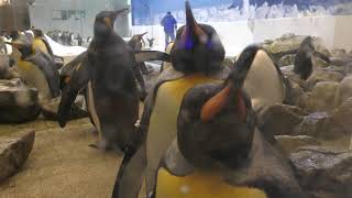ペンギン 水槽 (アドベンチャーワールド) 2018年12月25日