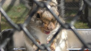 Japanese squirrel (Akita city Omoriyama zoo, Akita, Japan) April 11, 2019