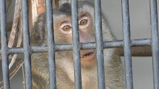 ブタオザル　Pig-tailed macaque