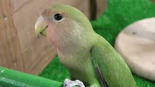 インコ と ハムスター (めっちゃおもろい動物園) 2021年10月7日