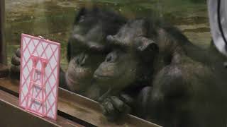 Chimpanzee guide (Asahiyama Zoo, Hokkaido, Japan) February 11, 2018