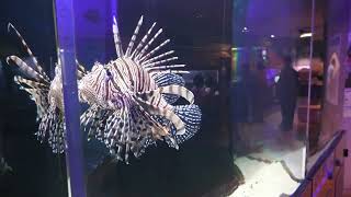 ユニット水槽 (浜名湖体験学習施設ウォット) 2022年7月30日