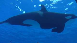 Killer Whale (Port of Nagoya Public Aquarium, Aichi, Japan) November 18, 2017