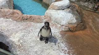 Baby Humboldt penguin (TOBU ZOO, Saitama, Japan) June 11, 2017