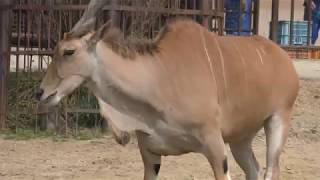 Eland (TOBE ZOOLOGICAL PARK OF EHIME PREF., Ehime, Japan) March 25, 2018