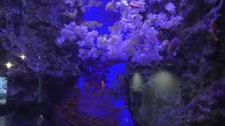桜とキンギョハナダイ (下田海中水族館) 2018年3月18日