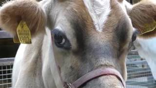 ジャージー牛 の『アッシュ』 (千葉市動物公園) 2018年10月20日