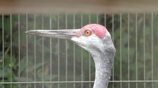 カナダヅル　Sandhill crane