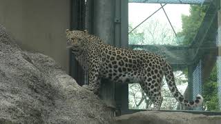 Leopard (Fukuoka Municipal Zoo and Botanical Garden, Fukuoka, Japan) April 23, 2019