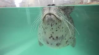 Earless seal (KINOSAKI MARINE WORLD, Hyogo, Japan) November 26, 2019