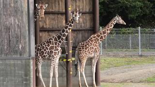 Reticulated giraffe (Akiyoshidai Safari Land, Yamaguchi, Japan) December 3, 2019
