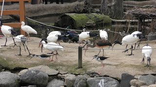 アフリカの湿地エリアの鳥たち (神戸どうぶつ王国) 2019年2月8日