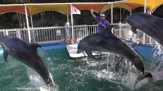 Dolphin show (Dolphin Island, Mie, Japan) January 1, 2018