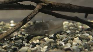 ビワコオオナマズ の 稚魚 (琵琶湖博物館) 2021年10月7日