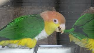 Green-thighed parrot (Toyohashi Zoo and Botanical Park, Aichi, Japan) January 1, 1970