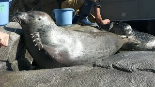 Spotted Seal | Skyside Garden (átoa, Hyogo, Japan) October 30, 2021