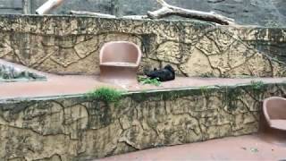 Asian black bear (Tama Zoological Park, Tokyo, Japan) August 27, 2017