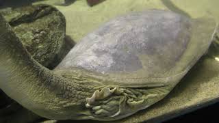 Soft-shelled turtle (Hakone-en Aquarium, Kanagawa, Japan) October 28, 2018