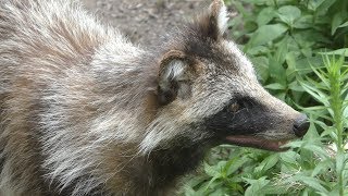 Japanese raccoon dog