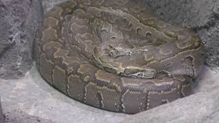 アフリカニシキヘビ　Rock python