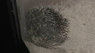 Short-beaked echidna (Higashiyama Zoo and Botanical Gardens, Aichi, Japan) July 22, 2021