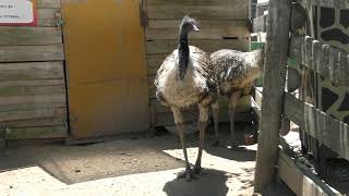 Emu (North Safari Sapporo, Hokkaido, Japan) July 9, 2019