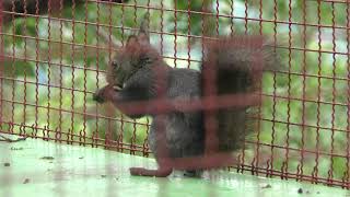 Squirrel (Noboribetsu Bear Park, Hokkaido, Japan) June 17, 2019