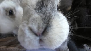Rabbit Feeding Experience (Izu Oshima Camellia flower Garden, Tokyo, Japan) March 3, 2018