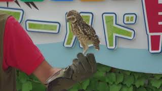アナホリフクロウ の バードショー (掛川花鳥園) 2022年7月30日