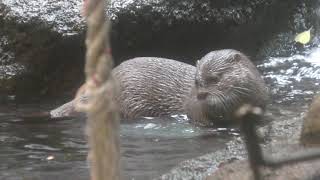Asian short-clawed otter (Fukuoka Municipal Zoo and Botanical Garden, Fukuoka, Japan) April 23, 2019