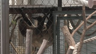 Linnaeus's two-toed sloth (Saitama Children's Zoo, Saitama, Japan) September 15, 2020