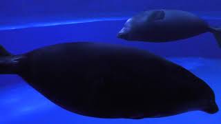 Baikal seal (Sunshine Aquarium, Tokyo, Japan) November 12, 2017