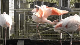 Greater Flamingo (Fuji Kachoen Garden Park, Shizuoka, Japan) November 25, 2018