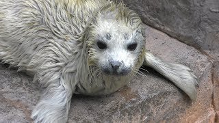 Baby Spotted Seal (Niigata City Aquarium (MARINEPIA NIHONKAI), Niigata, Japan) April 8, 2019