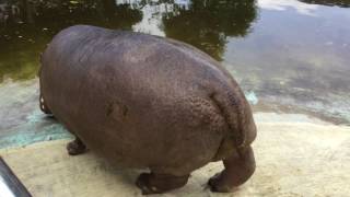 Hippopotamus (TOBU ZOO, Saitama, Japan) June 11, 2017