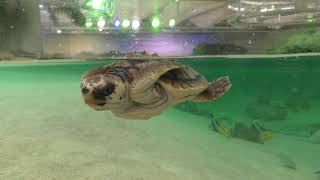 Baby Sea turtle (Kamogawa Seaworld, Chiba, Japan) June 16, 2018