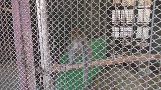 Crab-eating Macaque (Nasu World Monkey Park, Tochigi, Japan) December 7, 2018