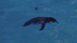 フンボルトペンギン (葛西臨海水族園・夜の不思議の水族園) 2018年8月16日