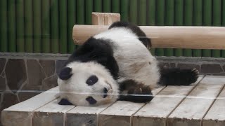 ジャイアントパンダ の『タンタン』 (王子動物園) 2021年10月14日