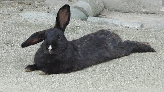 Rabbit (Kahoku Children's Zoo, Yamagata, Japan) August 5, 2019