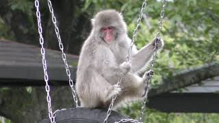 Japanese macaque (Hachinohe Park 