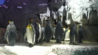 南極大陸ペンギン水槽 (海遊館) 2022年8月12日