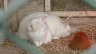 ウサギ と モルモット (東京ドイツ村 こども動物園) 2018年12月10日