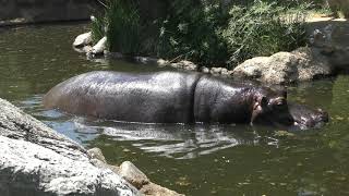 Hippopotamus (Oji Zoo, Hyogo, Japan) May 24, 2019