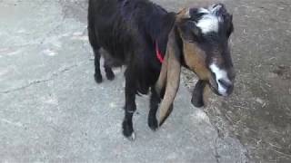 Long eared goat (Izu Shaboten Zoo, Shizuoka, Japan) April 22, 2018