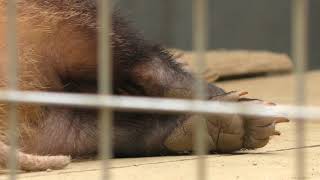 Japanese badger (Himeji city zoo, Hyogo, Japan) June 6, 2019