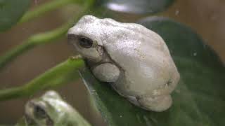 ニホンアマガエル　Japanese tree frog