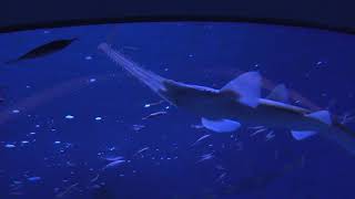 ノコギリザメ (名古屋港水族館) 2017年11月18日