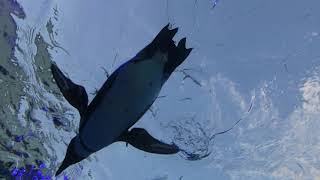 天空のペンギン と「けものフレンズ」パネル (サンシャイン水族館) 2018年5月10日