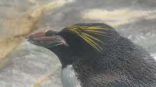 マカロニペンギン (長崎ペンギン水族館) 2017年12月24日